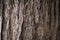 Seamless tree bark, rind texture