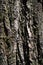 Seamless tree bark, rind texture