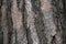 Seamless tree bark, rind texture