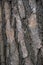 Seamless tree bark, rind texture