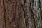 Seamless tree bark, rind texture