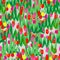 Seamless tulip pattern