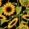 Seamless vector pattern of realistic sunflower flowers on a black background