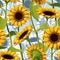Seamless vector pattern of realistic sunflower flowers on a blue background