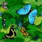 Seamless vector south american tropical rainforest jungle background with butterflies