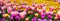 Seamless vibrant pattern of pink yellow spring tulips