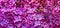 Seamless vibrant pattern of spring purple lilac flowers in bloom