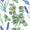 Seamless watercolor pattern of branches of blooming purple lavender and branches of silver medicinal eucalyptus