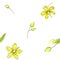 Seamless watercolor pattern of a linden flowers on a white background