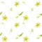 Seamless watercolor pattern of a linden flowers on a white background