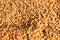 Seamless wheat grain texture pattern in morning sunlight. Natural dry raw organic food grain. Top view background. Dried breakfast