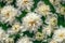 Seamless white peonies pattern with lush greenery