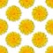 Seamless yellow flower patterm on white background. Dandelion flower summer background close up