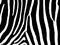 Seamless zebra skin pattern fur