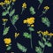 Seamlesss pattern with herb Common Tansy, Tanacetum vulgare. Watercolor illustration isolated on black background