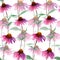 Seamlesss pattern with herb flower Coneflower, Echinacea. Watercolor illustration isolated on white