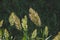 Seaoat plants on Sao Miguel Island, Azores, Portugal