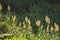 Seaoat plants on Sao Miguel Island, Azores, Portugal