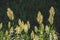 Seaoat plants on Sao Miguel Island, Azores, Portugal