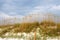 Seaoats on sand dune