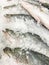 Seaperch fish or White snapper fish