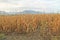 Sear corn field