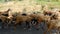 In search of fresh grazing, these nomads herd sheep through road to Godhamji near Idar