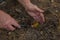 The search for mushrooms in the woods. Mushroom picker in autumn.