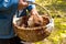 The search for mushrooms in the woods. Mushroom picker. An elderly man puts a white mushroom in the basket