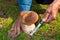 The search for mushrooms in the woods. Mushroom picker, mushrooming . An elderly man cuts a white mushroom with a knife. Men hands