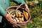 The search for mushrooms in the woods. Mushroom picker. White mushroom in the basket