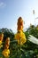 Searching for nectar in at Yellow Candle Bush (Senna alata)