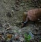 Searching truffles in a forest