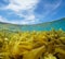 Seascape algae underwater sea and blue sky with cloud over under