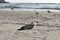 Seascape beach birds gull wildlife happy day