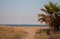 Seascape, beach, ship, palm in summer day