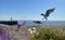 Seascape birds Blue sky sea  wave  water splash seagull on sky wild beach flowers on front and boat  summer day sun beam  seascape