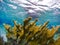 Seascape of Bonaire with Elkhorn Coral Field