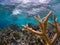 Seascape of Bonaire with Staghorn Coral Field