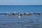 Seascape with a colony of gulls