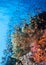 Seascape of the coral reef  and shoal of Lyretail anthias