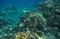 Seascape with coral reef. Tropical seashore inhabitants underwater photo.