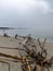 Seascape with a crow, empty plastic bottle, calm sea water, sand and dry branches of trees