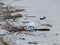 Seascape with a crow, empty plastic bottle, calm sea water, sand and dry branches of trees