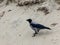 Seascape with a crow, empty plastic bottle, calm sea water, sand and dry branches of trees