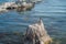 Seascape and Flock of Pelicans. Shell Beach, Pismo Beach Area, Caliufornia