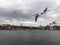 Seascape gulls fly over Bosphorus in Turkish capital of Istanbul. Istanbul sea landscape with birds