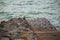 Seascape huge number of seagulls sit on old stone pier on background sea