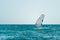 Seascape with men on surfers under sail