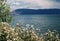 Seascape with a Mexican devil growing on the coast blue mountains, cloudy, gloomy sky background